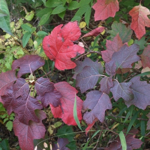 Hydrangea quercifolia: oak-leaf hydrangea (fall foliage)