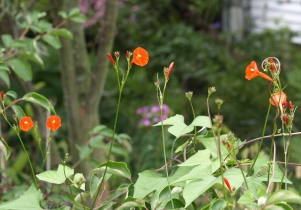 Ipomoea hederifolia: ivy-leaf morning glory