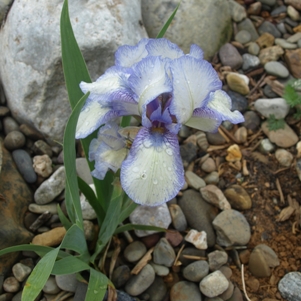 Iris pumila 'Stitch Witch': dwarf bearded iris