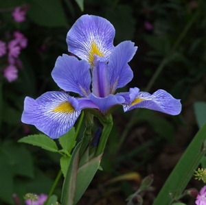 Iris sibirica: Siberian iris