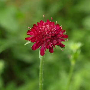 Knautia macedonica: burgundy pincushion flower