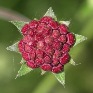 Knautia macedonica: burgundy pincushion flower