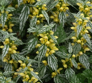 Lamium galeobdolon 'Herman's Pride'