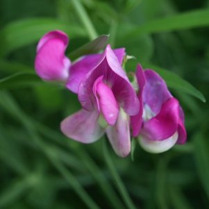 Lathyrus latifolius: perennial pea