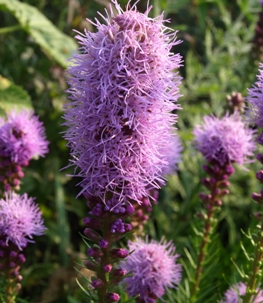 Liatris spicata: spiked blazing star