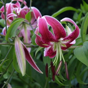 Lilium 'Black Beauty': oriental hybrid lily