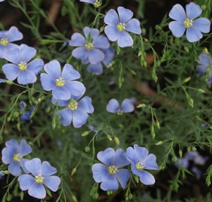 Linum lewisii: blue flax