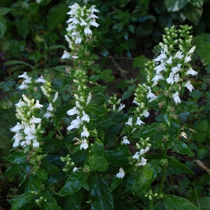 Lobelia siphilitica 'Alba': white form of great blue lobelia