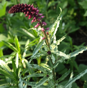 Lysimachia atropurpurea: burgundy gooseneck loosestrife