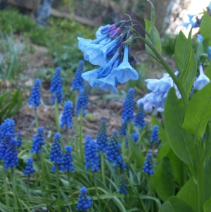 Mertensia virginica: Virginia bluebells with grape hyacinths