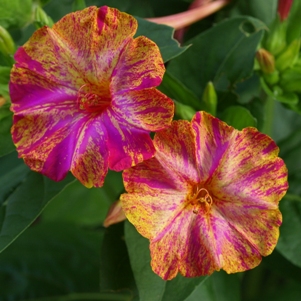 Mirabilis jalapa 'Broken Colors': four o'clocks