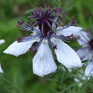 Nigella hispanica 'African Bride':Spanish love-in-a-mist