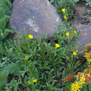 Oenothera perennis (Oenothera pumila): small sundrops