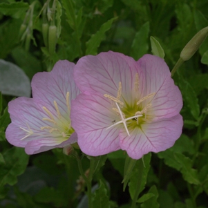 Oenothera speciosa 'Rosea': Mexican evening primrose