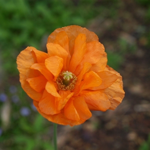 Papaver atlanticum semiplenum: Atlantic poppy