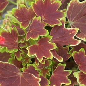 Pelargonium 'Vancouver Centennial': tender geranium