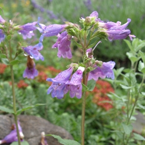 Penstemon venustus