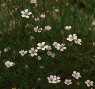 Petrorhagia saxifraga: tunic flower