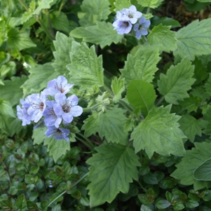 Phacelia bolanderi: blue-flowered grape-leaf