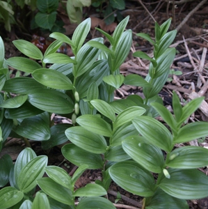 Polygonatum humile: dwarf Solomon's seal