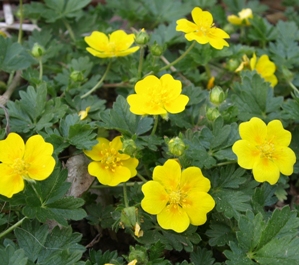 Potentilla neumanniana