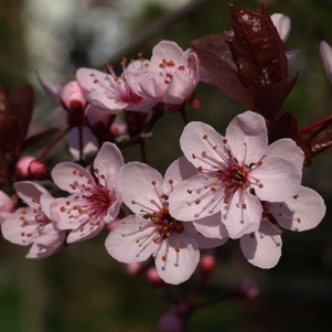 Prunus cerasifera 'Thundercloud': purple-leaf plum, sand cherry