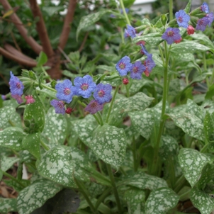 Pulmonaria saccharata 'De Vroomen's Pride'