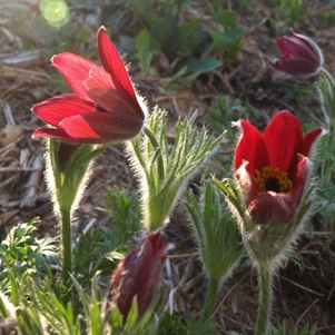 Pulsatilla vulgaris 'Rote Glocke': red pasqueflower, backlit
