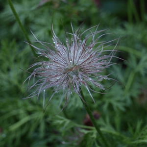 Pulsatilla vulgaris: pasque flower seedhead