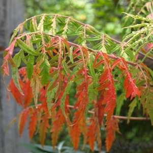 Rhus typhina 'Bailtiger': Tiger Eyes staghorn sumac