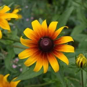 Rudbeckia hirta: gloriosa daisy