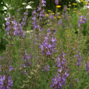 Salvia regeliana: ornamental blue sage