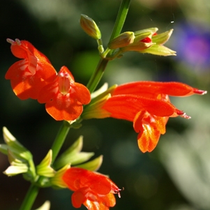 Salvia subrotunda: hummingbird sage