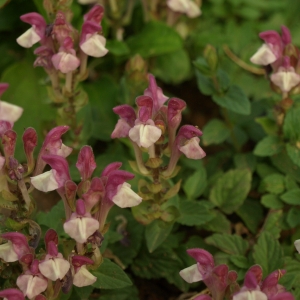 Scutellaria alpina: alpine skullcap