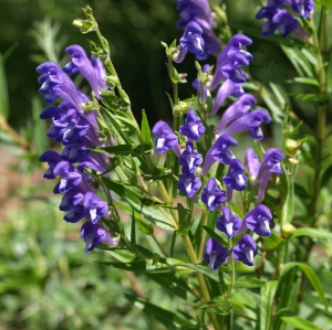 Scutellaria baicalensis: Chinese skullcap