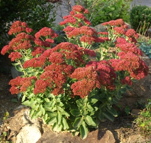 Sedum 'Autumn Joy' ('Herbsfreude'): showy stonecrop