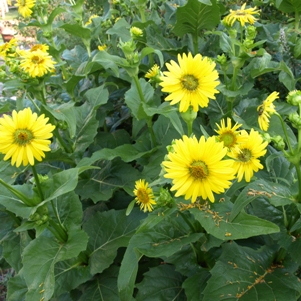 Silphium perfoliatum: cup plant