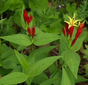 Spigelia marilandica: indian pink