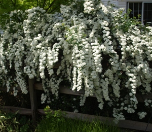 Spiraea x vanhouttei: bridal wreath spirea