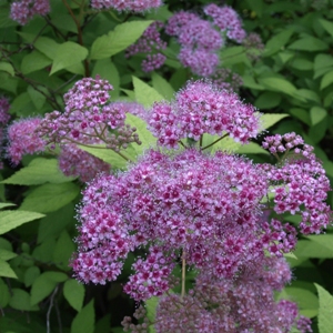 Spiraea japonica 'Goldflame': goldflame spirea