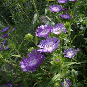 Stokesia laevis 'Purple Parasols': Stokes' aster, cornflower aster