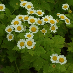 Tanacetum parthenium 'Aureum': golden feverfew