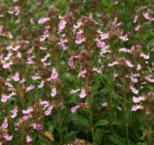 Teucrium chamaedrys: creeping germander