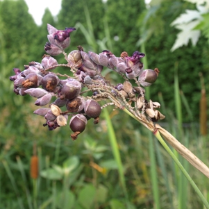 Thalia dealbata: water canna seedhead