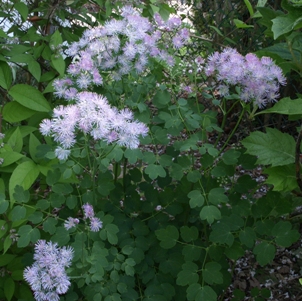 Thalictrum aquilegiifolium: columbine-leaf meadow rue