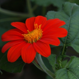 Tithonia rotundifolia