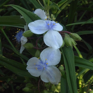Tradescantia virginiana: spiderwort, white form