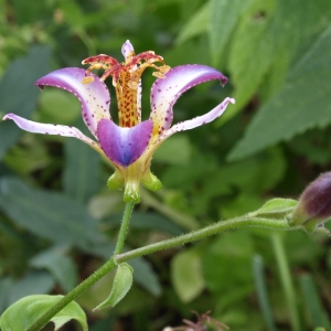 Tricyrtis 'Taipei Silk': hybrid toad lily