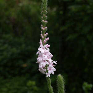 Verbena stricta: woolly vervain