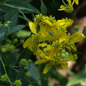 Verbesina alternifolia: wingstem